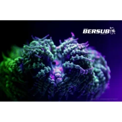 FLUORDIVE Filtre Jaune Pour Masque - Big Blue -Promos Bathypique Boutique fluordive filtre jaune pour masque big blue 3