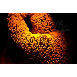 FLUORDIVE Filtre Jaune Pour Masque - Big Blue -Promos Bathypique Boutique fluordive filtre jaune pour masque big blue 4