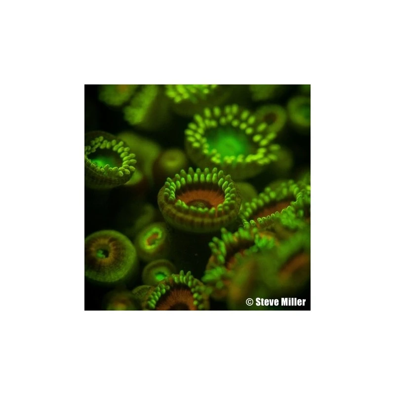 Filtre JAUNE 3.9" Pour La Fluorescence - Ikelite 3 Filtre JAUNE 3.9" Pour La Fluorescence - Ikelite – Image 3