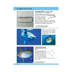 Guide Identification Des Poissons Marins D'Europe & Méditerranée - ULMER -Promos Bathypique Boutique livre guide identification poissons marins europe mediterranee ulmer pas cher sub odyssee 3