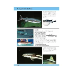 Guide Identification Des Poissons Marins D'Europe & Méditerranée - ULMER -Promos Bathypique Boutique livre guide identification poissons marins europe mediterranee ulmer pas cher sub odyssee 4