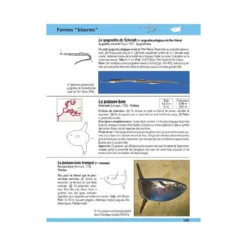 Guide Identification Des Poissons Marins D'Europe & Méditerranée - ULMER -Promos Bathypique Boutique livre guide identification poissons marins europe mediterranee ulmer pas cher sub odyssee 5