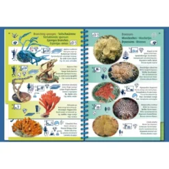 Livret Immergeable PICTOLIFE Caraibes Atlantique Tropicale -Promos Bathypique Boutique livret immergeable pictolife caraibes atlantique tropicale 4