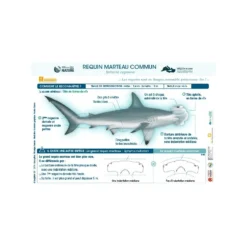 Livret Multiplaquettes REQUINS EN DANGER - Longitude 181 -Promos Bathypique Boutique multi plaquette immergeable identification requins en danger longitude 181 pas cher palanquee sub odyssee lyon 2