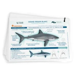 Livret Multiplaquettes REQUINS EN DANGER - Longitude 181