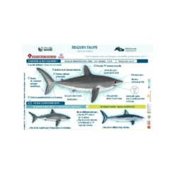 Livret Multiplaquettes REQUINS EN DANGER - Longitude 181 -Promos Bathypique Boutique multi plaquette immergeable identification requins en danger longitude 181 pas cher palanquee sub odyssee lyon 3
