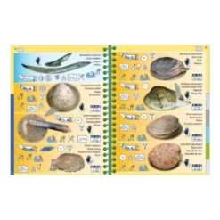 Livret Immergeable PICTOLIFE Atlantique Est à Marée Basse -Promos Bathypique Boutique pictolife livret immergeable faune flore sous marine atlantique est a maree basse pas cher sub odyssee 5