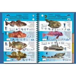 Livret Immergeable PICTOLIFE Atlantique Tempérée -Promos Bathypique Boutique pictolife livret immergeable faune flore sous marine atlantique temperee pas cher sub odyssee 2