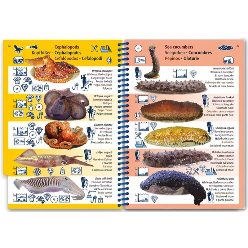 Livret Immergeable PICTOLIFE Méditerranée 3 Livret Immergeable PICTOLIFE Méditerranée – Image 3