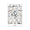 Poster SHARKS Requins - ScandPoster