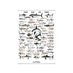 Poster SHARKS Requins - ScandPoster