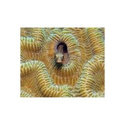 Lentille SUPER MACRO SL571 (Super Macro Close Up Lense) - SEALIFE -Promos Bathypique Boutique sealife lentille super macro super macro close up lense pas cher sub odyssee 4