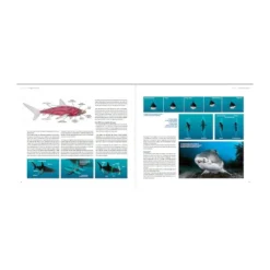 Requins, Guide De L’interaction - Turtle Prod 14 Requins, Guide De L’interaction - Turtle Prod -Promos Bathypique Boutique turtleprod requins guide de linteraction pas cher sub odyssee lyon 6
