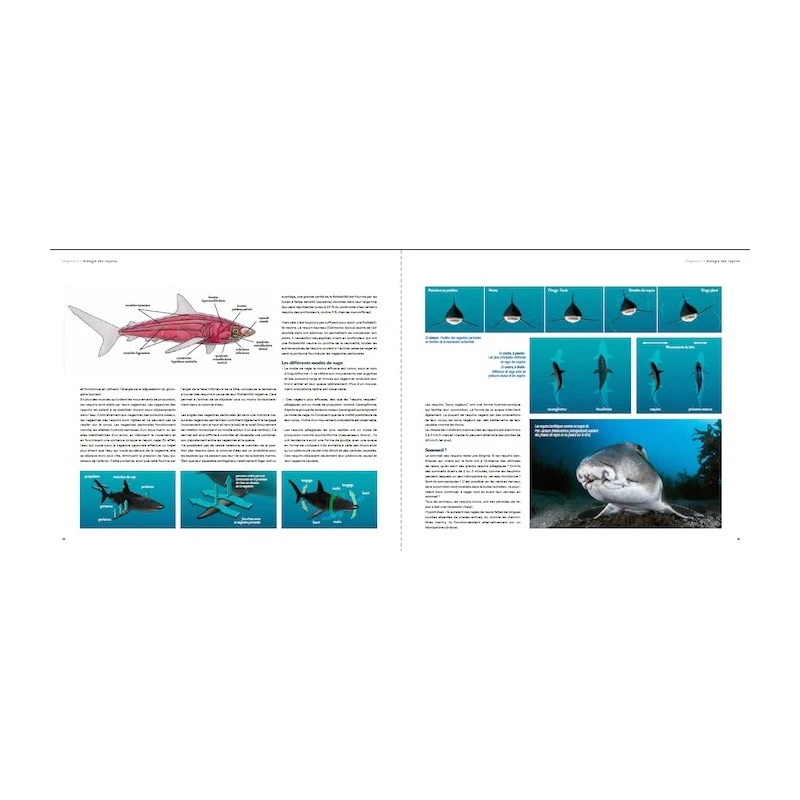 Requins, Guide De L’interaction - Turtle Prod 7 Requins, Guide De L’interaction - Turtle Prod – Image 7