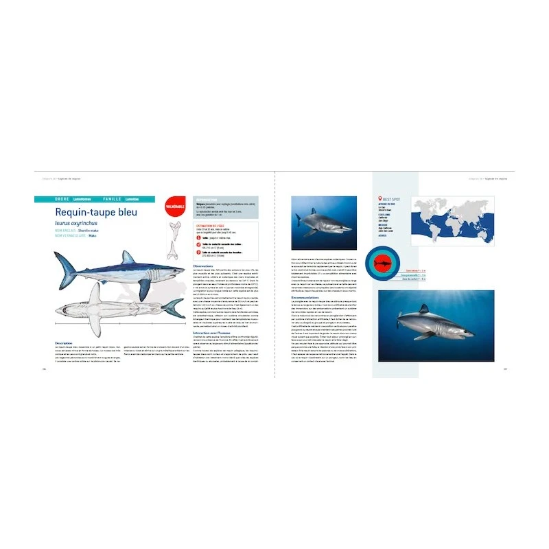 Requins, Guide De L’interaction - Turtle Prod 8 Requins, Guide De L’interaction - Turtle Prod – Image 8