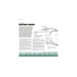 Baleines & Dauphins - Histoire Naturelle & Guide Des Espèces - ULMER -Promos Bathypique Boutique ulmer baleines dauphins histoire naturelle guide des especes pas cher sub odyssee 2