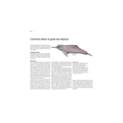 Baleines & Dauphins - Histoire Naturelle & Guide Des Espèces - ULMER -Promos Bathypique Boutique ulmer baleines dauphins histoire naturelle guide des especes pas cher sub odyssee 4